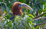 Rufous-necked Hornbill Male