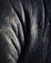 Seal skin