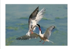 Common Tern Courting Ritual