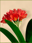 Clivia miniata Red