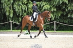 318-JUST_HAVE_FAITH_TN-Alfie_Marshall-WEDTrotUp+DR portfolio