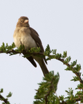 Yellow-spotted Petronia (Bush-sparrow) portfolio