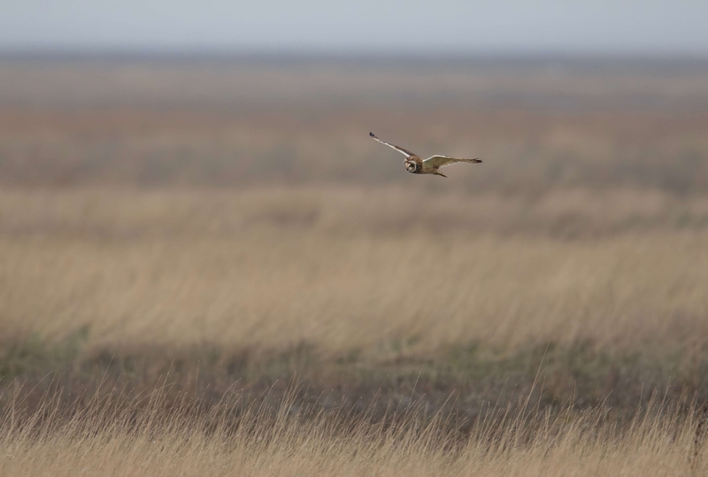 Short Eared Owl