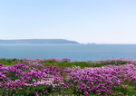 June - Sea Pinks