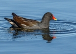 Moorhen 3