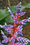 Orchid In Kew Festival