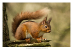 Red Squirrel
