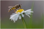 Hover on Daisy