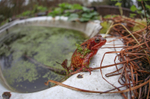 Unusual red frog near a bath tub_094