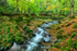 Tollymore Forest Park