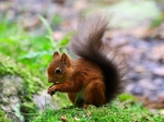 Red Squirrel