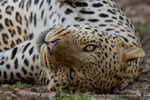 Male leopard roll-over