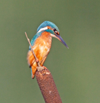 Kingfisher - Alcedo atthis
