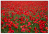 Poppy Field