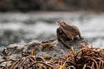 Marine Otter scratching, Chanaral Island, Chile