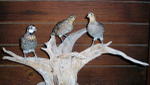 BOBWHITE QUAIL
