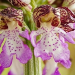 Lady Orchid (Orchis purpurea) 