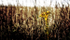 Grass 12
