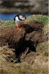 Squatter