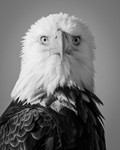 Are You Watching Me