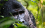 Bwindi (Nkuringo)