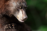 Adult Black Bear close-up, Minnesota, USA