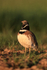 Little Bustard standing upright, Montgai, Spain