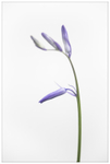Bluebell in Early Bloom!