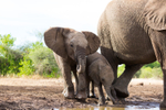 Elephant Baby 32