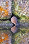 Water Vole