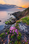 Wildflowers