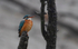 Common Kingfisher