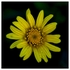 Flowers - Studio Series-9