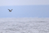 Masatierra Petrel, Pacific Ocean, Chile