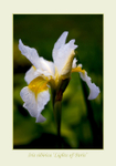 Iris sibirica 'Lights of Paris'