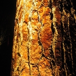 Illuminated Trunk