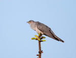 Cuckoo - Cuculus canorus