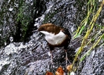 Dipper