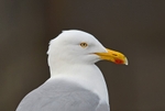 Herring Gull
