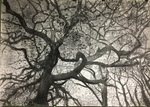 Wild Wood Drawing Series 1 110cm x 80cm Mixed Media on Paper