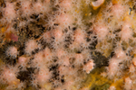 Alcyonium hibernicum