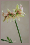 Hippeastrum 'Giraffe' 5