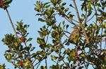Redwing