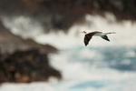 Nazca Booby flying, rough sea, Espanola, Galapagos