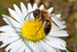 Andrena nigroaenea (m)