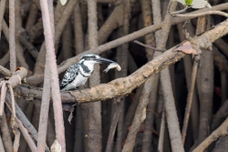 Pied Kingfisher