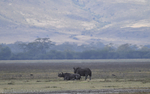 N'Gorongoro