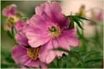 Paeonia veitchii 3