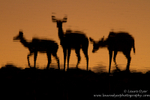 Kudu at Sunset
