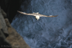 Fulmar